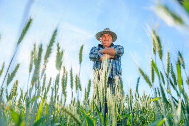Olgun bir erkek işçinin kameraya bakıp tarımsal plantasyonda kırsal kesimde yeşil buğday kulaklarıyla dikilmesinden. Tarlada buğdaylı yaşlı çiftçi