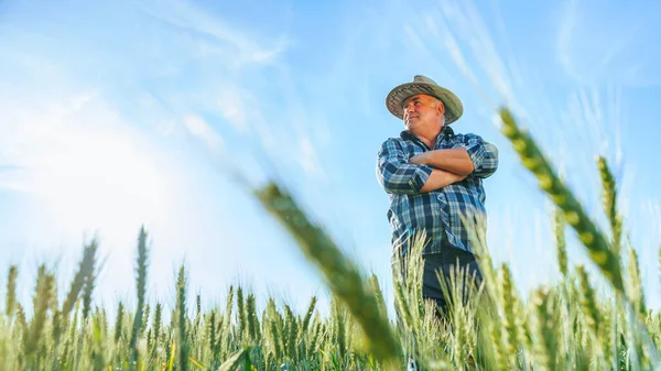 Zdola Zralý Muž Klobouku Stojící Zemědělském Poli Zelenými Rostlinami Letní — Stock fotografie