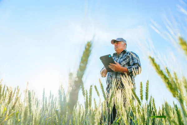 Side View Serious Elderly Male Farmer Scrolling Tablet While Standing — Stock fotografie