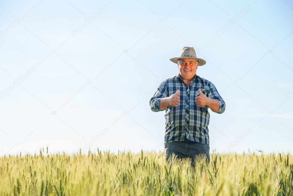 Smiling elderly male farmer looking at camera and showing thumbs up gestures while standing in agricultural field on summer day. Joyful mature man showing thumbs up in countryside. copy space