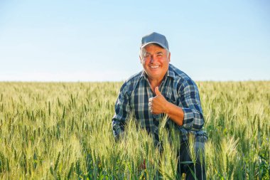 Optimistic mature male worker showing thumb up gesture and looking at camera while sitting in agricultural field with green plants. Smiling farmer with thumb up gesture sitting in field