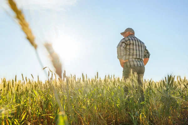 Kareli gömlekli ve kepli bir adamın el ele tutuşup mısır gevreği ve parlak güneşli mavi gökyüzüne karşı tarımsal tarlaları gözlemlemesi. Erkek çiftçi tarlaya hayran.