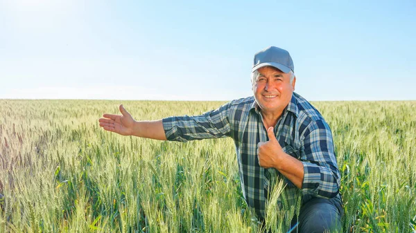 Delighted elderly male farmer in checkered shirt looking at camera while showing thumb up gesture and pointing away in agricultural field. Farmer making thumb up gesture in agricultural field