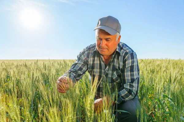 Concentrated Mature Male Worker Examining Green Wheat Ears While Working — Stock fotografie