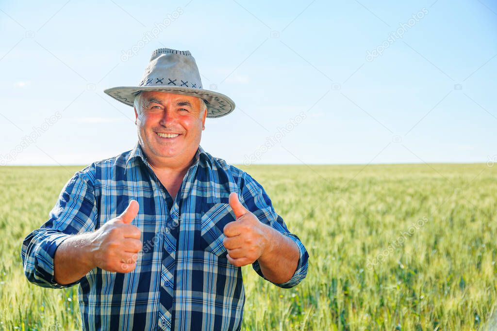 Positive elderly male worker looking at camera with thumbs up while standing in agricultural field with green plants in countryside. Cheerful farmer showing thumbs up in countryside