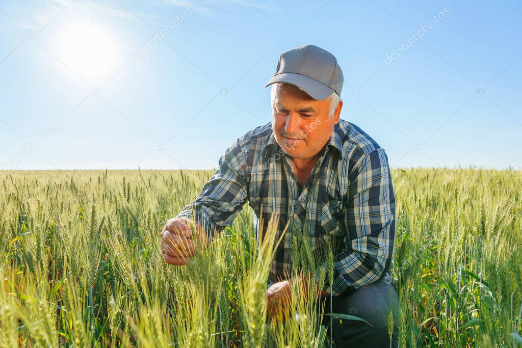 Concentrated mature male worker examining green wheat ears while working in agricultural field on sunny summer day in rural area. Focused elderly farmer checking plants