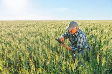 Yaz günü tarımsal buğday tarlasında otururken kepte oturmuş tablet üzerindeki uyarıları kontrol eden yetişkin işçilerin yan görüntüsü. Yaşlı çiftçi kırsal kesimde sörf tableti