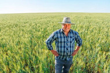 Neşeli yaşlı erkek çiftçi, kırsal alanda buğday kulaklarıyla yeşil tarlalarda dururken kameraya gülümseyerek bakıyor. Tarım alanındaki neşeli olgun çiftçi.