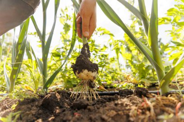 Tanınmayan erkek çiftçi hasat mevsiminde soğan bitkisini söker ve kökten toprağı temizler. Ekin adam güneşli bir günde soğan topluyor.