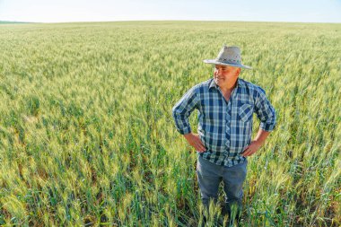 Memnun kıdemli erkek işçi, yaz günü kırsal kesimde bitkilerle yeşil tarlada dikilirken merakla başka tarafa bakıyor. Tarlada dikilen hasretli çiftçi