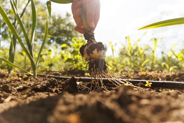 Unrecognizable Male Farmer Pulling Onion Plant Removing Dirt Root Harvest — Foto de Stock