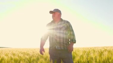 Güneşli bir günde, mısır gevreği ekinleri arasında yürürken ve tarla tarlalarına hayran kalırken, günlük giysiler ve kep takmış yaşlı bir adamın düşük açılı görüntüsü. Kıdemli çiftçi yürüyor 