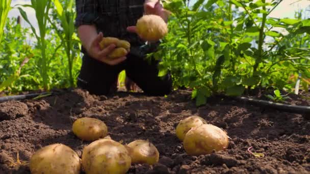Unrecognizable Man Dropping Bunch New Potatoes Fertile Soil Harvest Season — Αρχείο Βίντεο