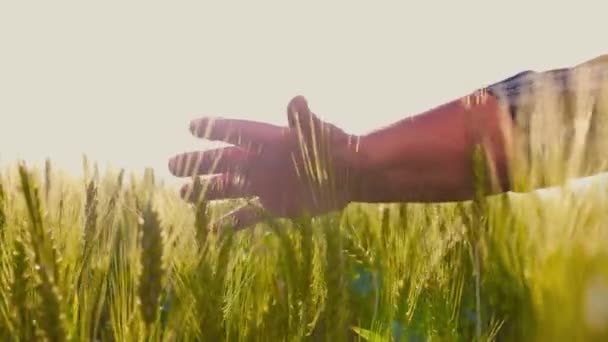 ใกล บชายส งอาย าไม าวสาล Spikelets ในขณะท างานในสนามเกษตรในว แดด เกษตรกรเพาะปล — วีดีโอสต็อก