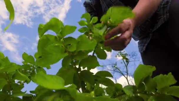 Man Checkered Shirt Touching Examining Green Leaves Corn Crop Cloudy — Wideo stockowe
