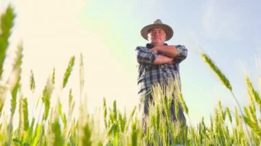 Mavi gökyüzüne karşı buğday tarlasında dikilirken kareli gömlek ve şapka takan kendinden emin kıdemli adamın düşük açısı. Buğday tarlasında duran kendinden emin çiftçi.