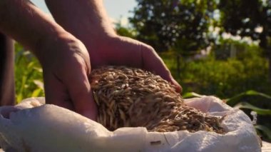 Tanınmayan bir adam güneşli bir günde çiftlikte çalışırken bir avuç dolusu yulaf çekirdeğini torbaya dolduruyor. Çiftçi elleri çuvala yulaf koyuyor.