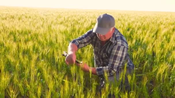 Elderly Man Checkered Shirt Cap Touching Wheat Spikelet Using Digital — Vídeo de stock
