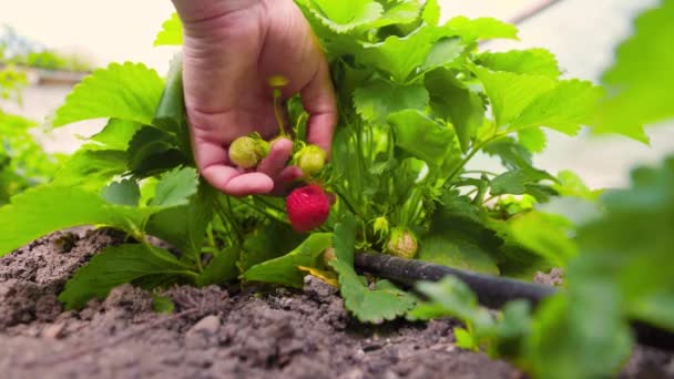 Unrecognizable Farm Worker Touching Inspecting Ripe Berry Strawberry Plant Summer — Stock video