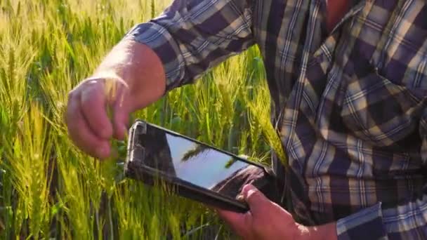 Close Elderly Hands Man Checkered Shirt Cap Touching Wheat Spikelet — Vídeo de stock