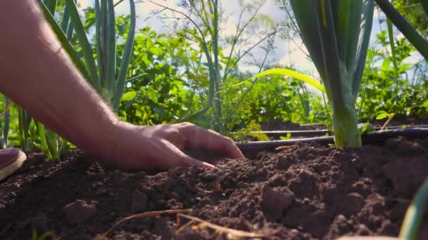 Unrecognizable Man Grasping Fertile Soil Check Quality Onion Plants Work — Wideo stockowe