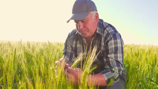 Senior Man Checkered Shirt Cap Touching Inspecting Cereal Crops Work — Vídeo de stock