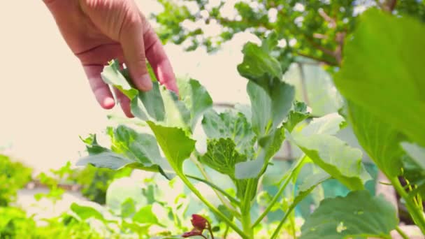 Αγνώριστος Εργαζόμενος Αγρόκτημα Χέρια Αγγίζοντας Πράσινα Φύλλα Των Αναπτυσσόμενων Φυτών — Αρχείο Βίντεο