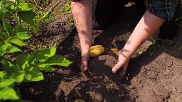 Unrecognizable Man Digging Bunch New Potatoes Out Fertile Soil While — Stock video