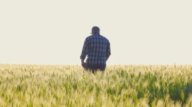 Tarlada yetişme mevsiminde bulutsuz gökyüzüne karşı yeşil tahıl mahsulleri arasında yürüyen sıradan kıyafetlerle isimsiz kıdemli çiftçinin arka görüntüsü. Tarım alanında gezinen bir adam