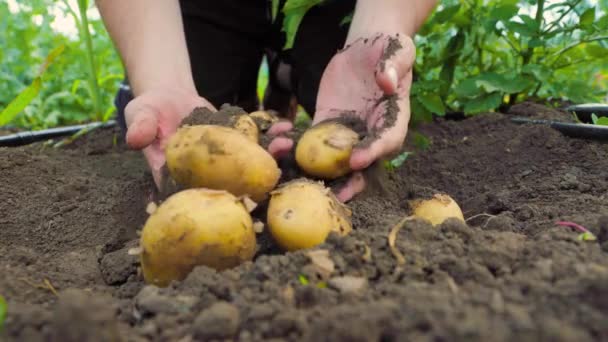 Ground Level Anonymous Man Digging Tubers Out Fertile Soil Demonstrating — ストック動画