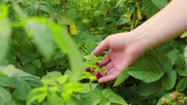 Von Oben Anonymer Mann Pflückt Himbeeren Von Grünem Strauch Während — Stockvideo