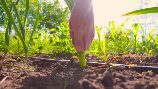 Unerkennbarer Mann Zieht Frische Reife Knoblauchpflanze Aus Fruchtbarem Boden Und — Stockvideo