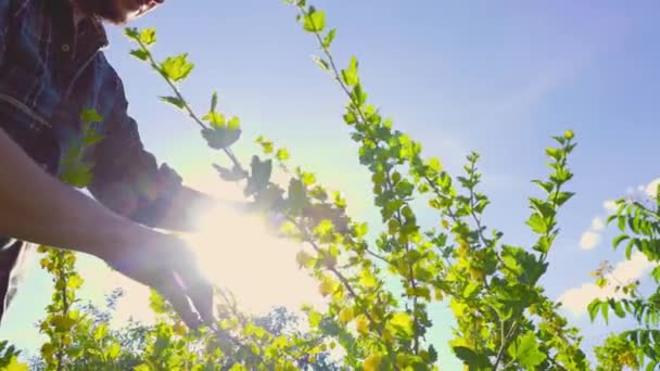 날이면 농장의 하늘을 배경으로 굽이치는 가지들을 살펴보는 셔츠를 사람들의 각도가 — 비디오