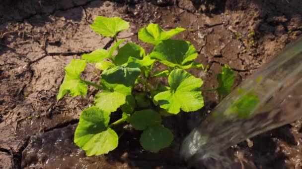 Farmer Pouring Bucket Clean Cracked Soil Green Pumpkin Crop Sunny — Stock video