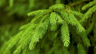 Spruce üzerinde yeşil yeni bir iğne dalları belirdi. Dallar yavaşça rüzgarda sallanıyor, Bokeh ile güzel bir arka planda.