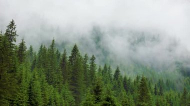Dağ yamaçlarındaki çam ormanlarında dramatik manzaralı sis. Sonbaharda sisli, karanlık dağ ormanları çam ağaçları olan harika bir manzara. Puslu bir günde dağ tepelerindeki ladin ormanlarının görüntüleri.