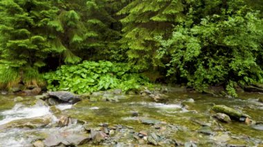 Karpat dağlarındaki kayalık kıyılar arasında akan dağ nehri. Vahşi dağ nehri taştan kayaların arasından akıyor, akarsu ormanın derinliklerinden akıyor, ağır çekim.