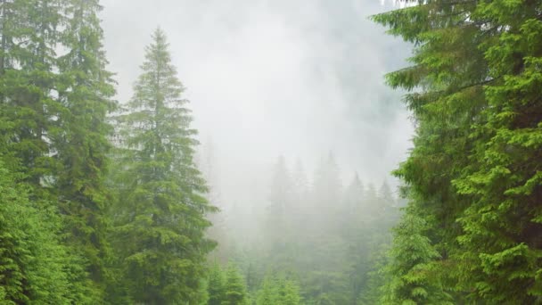 Dramatic Scenic Fog Pine Forest Mountain Slopes Amazing Scenery Foggy — 图库视频影像