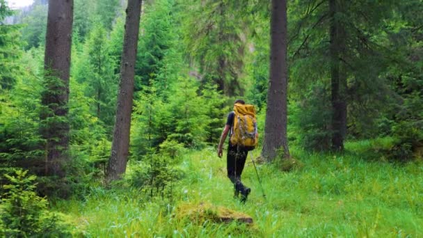 Rear Young Male Backpack Hiking Trail Peaceful Lush High Elevation — Vídeo de Stock