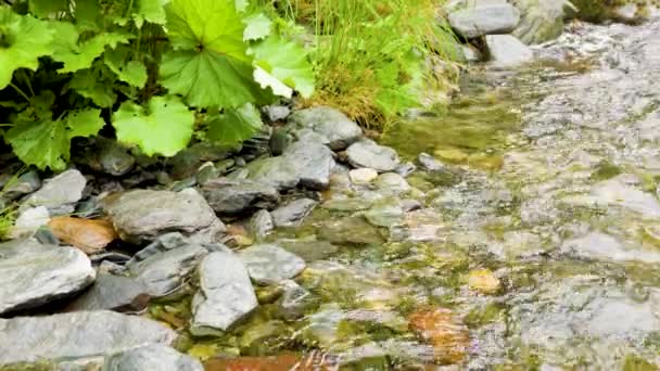 Mountain River Flowing Rocky Shores Carpathians Mountains Wild Mountain River — Video