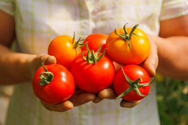 Olgun çiftçi ellerinin taze taze taze domates yığınını gösteren yakın plan görüntüsü. Elinde organik domates tutan dişi çiftçi..