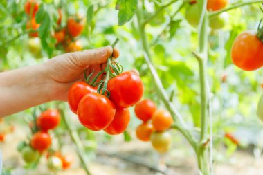 cropped of hands of farmer holding fresh tomato. harvested at the moment on countryside agricultural bio and eco farming cultivation field garden.