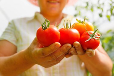 Taze domates tutan çiftçi elleri. Şu anda kırsal kesimde hasat edilen tarımsal biyoloji ve eko tarım tarlası bahçesi.