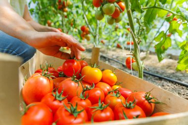 Bir kadın kutuya koyduğu daldan olgun domatesleri topluyor. Hasat konsepti Eller yukarı. Çiftçi Domates Topluyor.