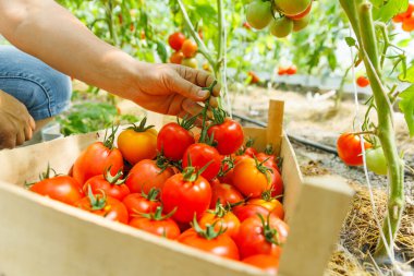 Kadın çiftçi elleri sanayi vitrinine koyarak kırmızı domates hasadı topluyor. Sebze yetiştiriyorum. Bahçe konsepti