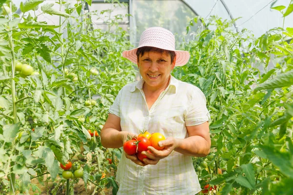 Successful mature female farmer showing crop of tomatoes in greenhouse. woman holding of organic tomatoes. Female horticulturist showing crop of tomatoes