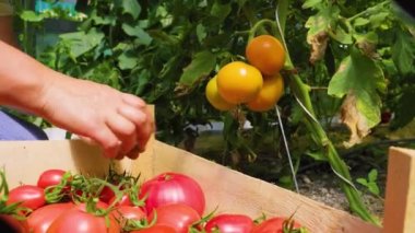 womans hands harvesting fresh organic tomatoes putting in box, her garden on a sunny day. A farmer works in a greenhouse. Rich harvest concept