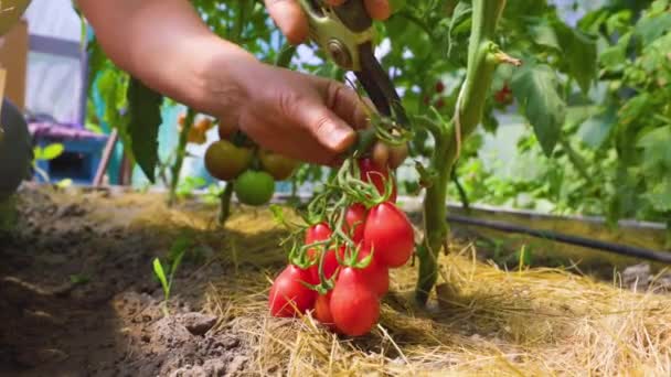 Kobiety Rolnik Ręce Zbieranie Upraw Czerwonych Pomidorów Szklarni Koncepcja Ogrodnictwa — Wideo stockowe