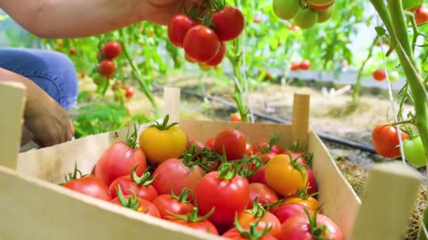 Womans Hands Harvesting Fresh Organic Tomatoes Putting Box Her Garden — Αρχείο Βίντεο