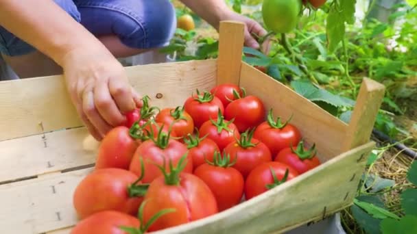 Woman Hands Picks Ripe Tomatoes Branch Putting Box Harvest Concept — Αρχείο Βίντεο
